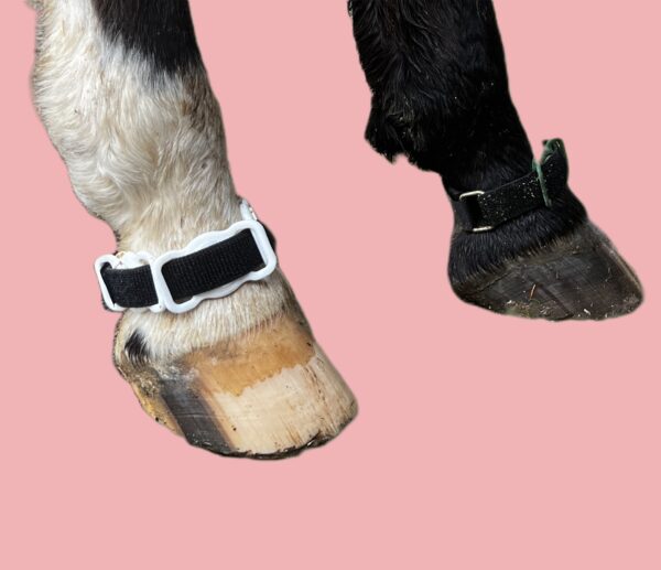Médaille ZEN cheval – Image 2