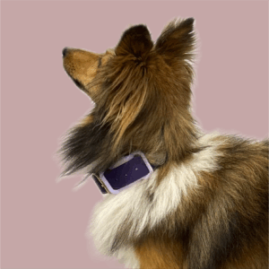 Médaille Mobilité PLUS