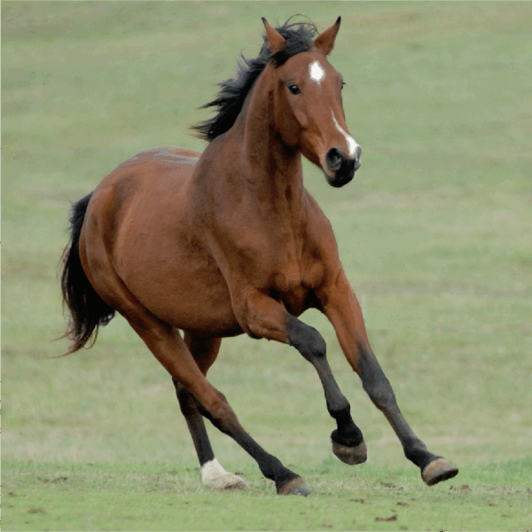 Médaille Mobilité PLUS cheval