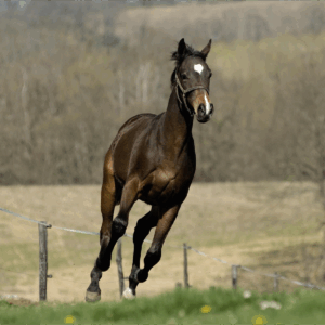 Médaille Mobilité cheval
