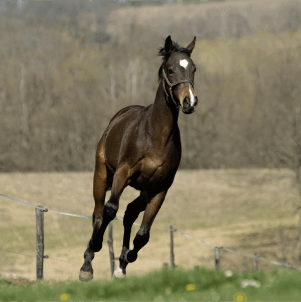 Médaille Mobilité cheval